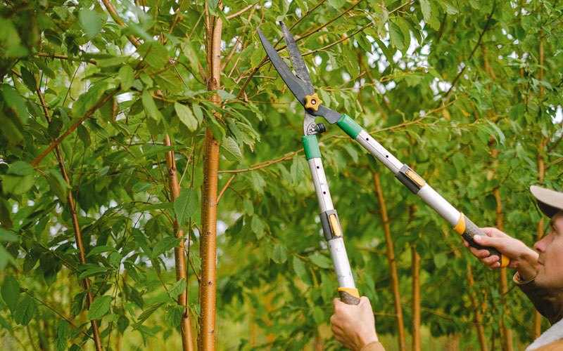 Tree trimming in Speedwell, VA
