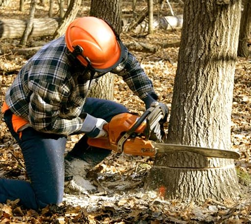 Tree Removal in Speedwell, VA